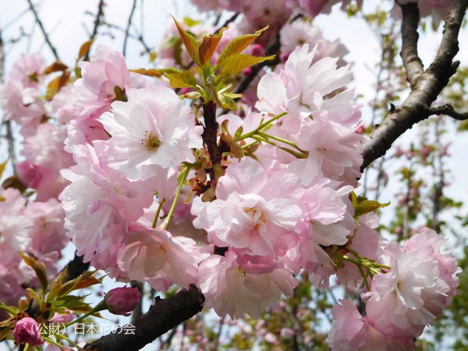 手毬 | 桜図鑑｜公益財団法人日本花の会