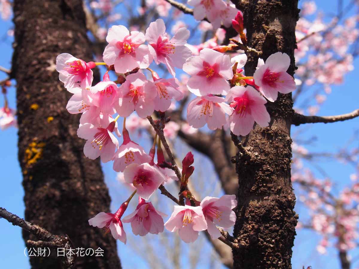【名入れ可(ヲシテ文字)】フトマニ/花筏-hanaikada[桜]/手帳型iPhoneケース/お名前に色付けできます        