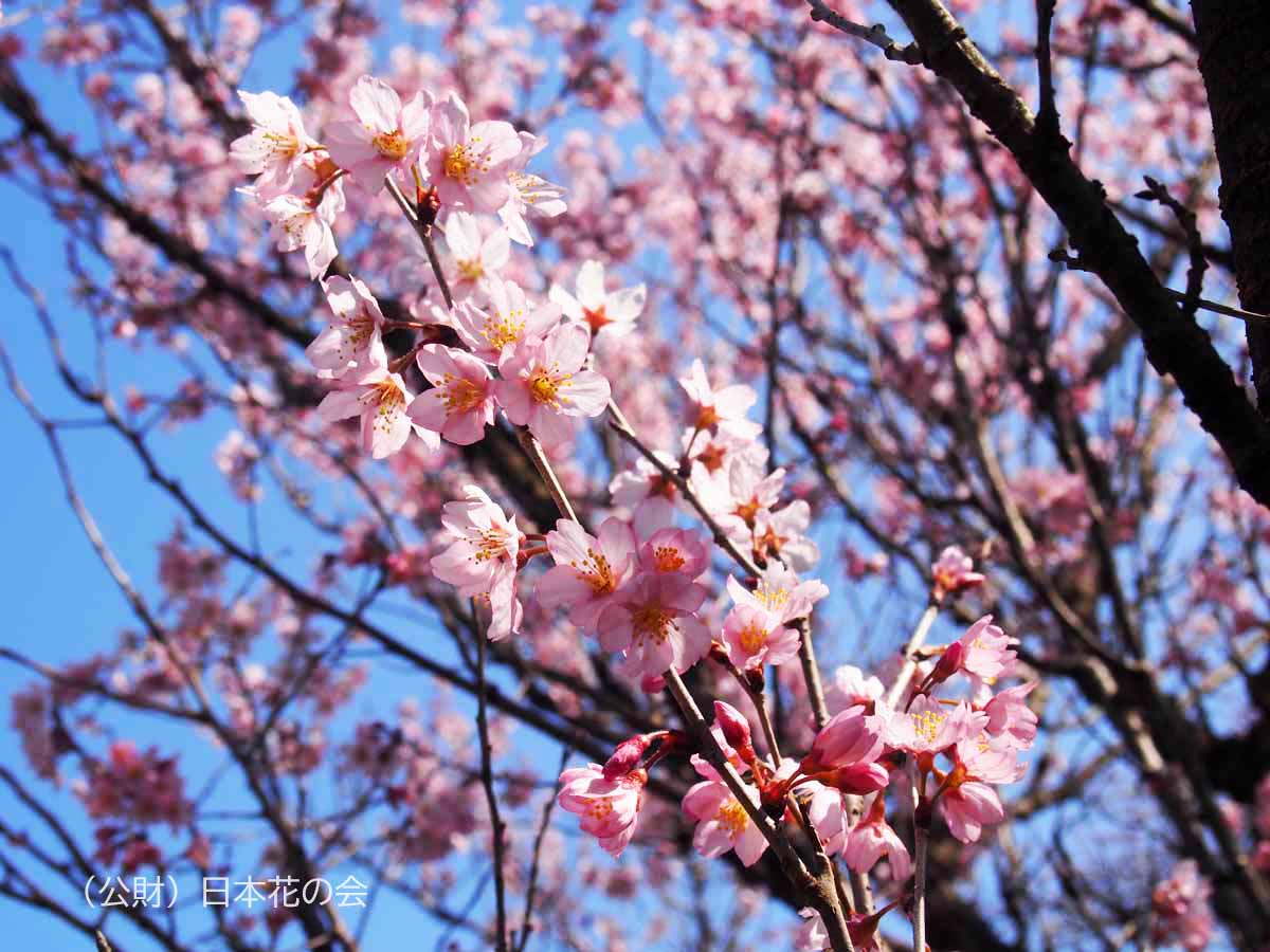 東海桜 桜図鑑 公益財団法人日本花の会