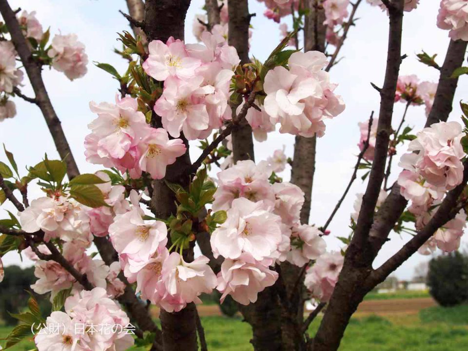 東京桜