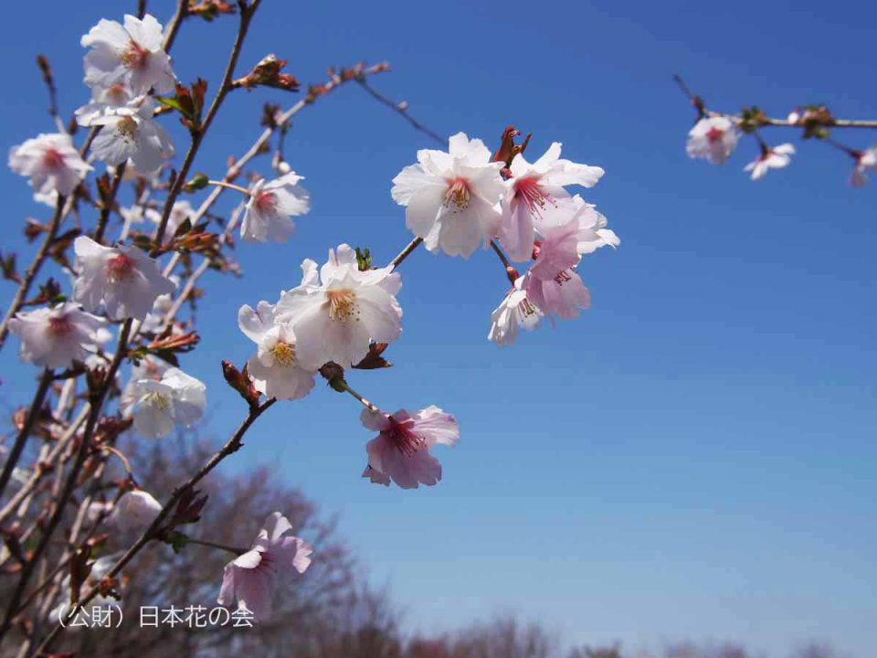 河鍋暁翠、【八重桜と鳥】、希少な額装用画集より、状態良好、新品額装 