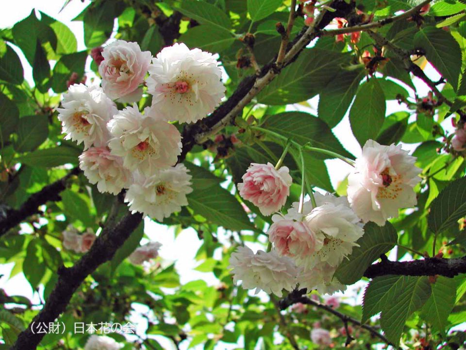 名島桜