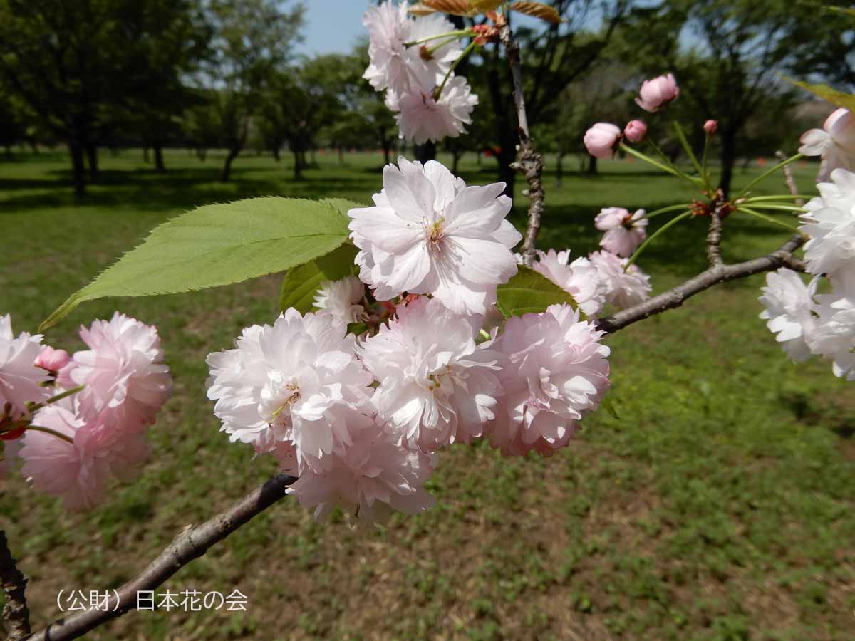 奈良の八重桜