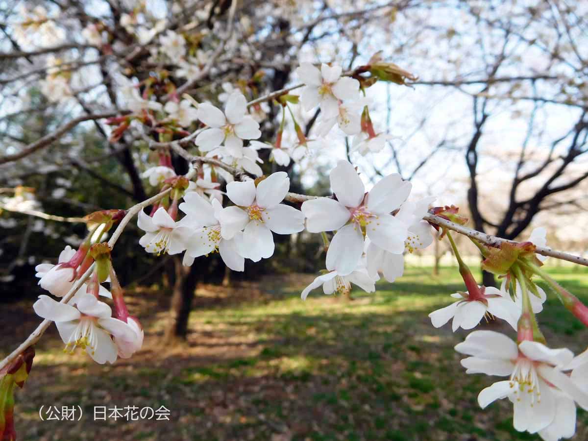 日光桜