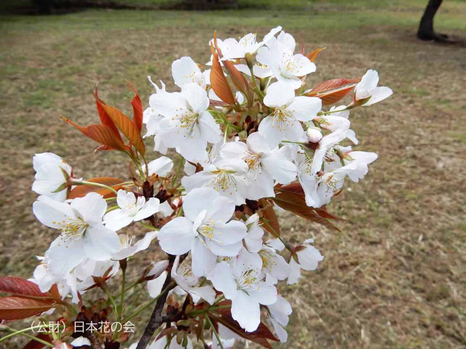 二度桜