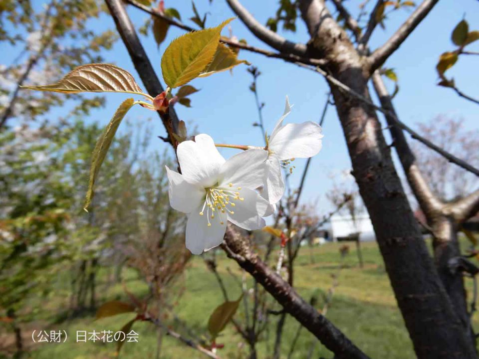 野田の大桜