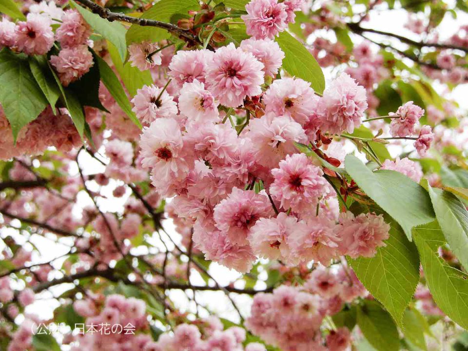 ハ行 桜図鑑 公益財団法人日本花の会