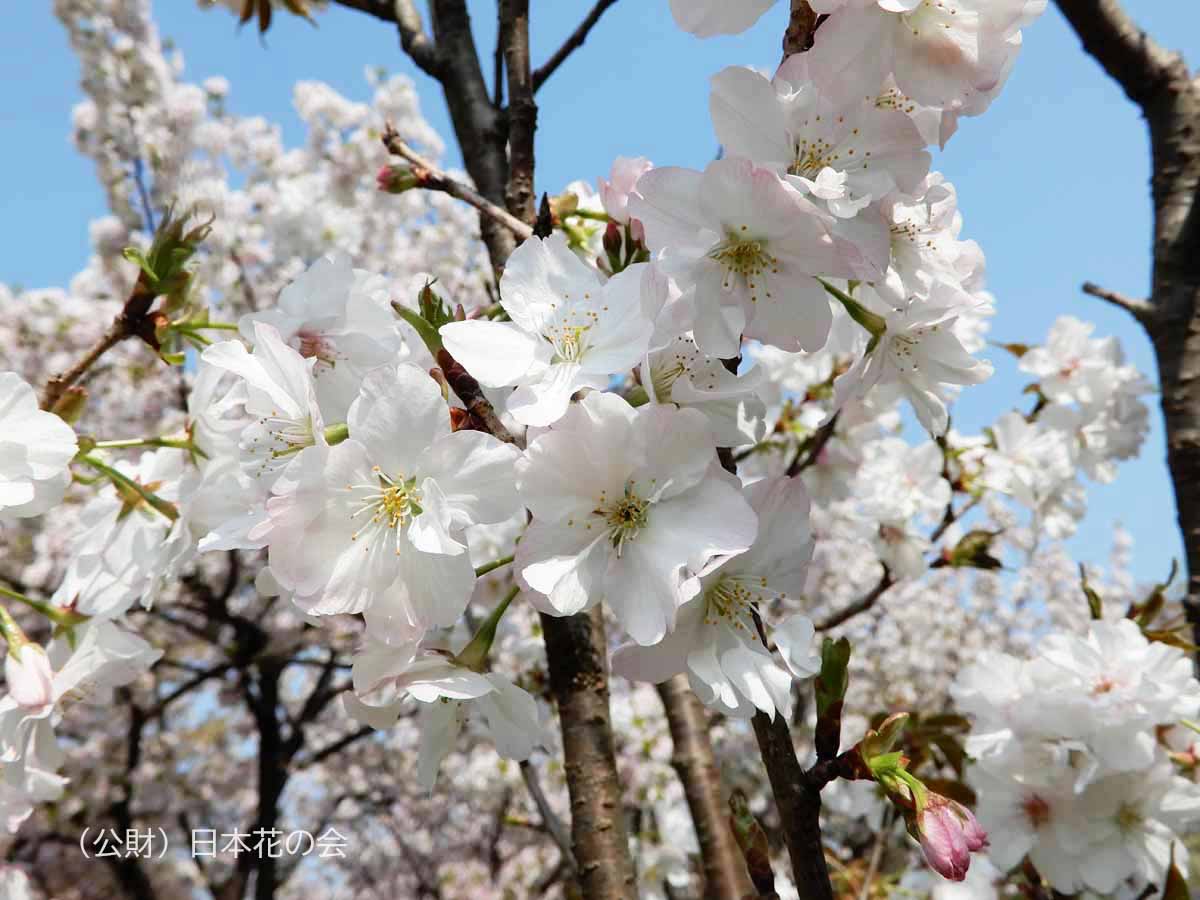 白山旗桜