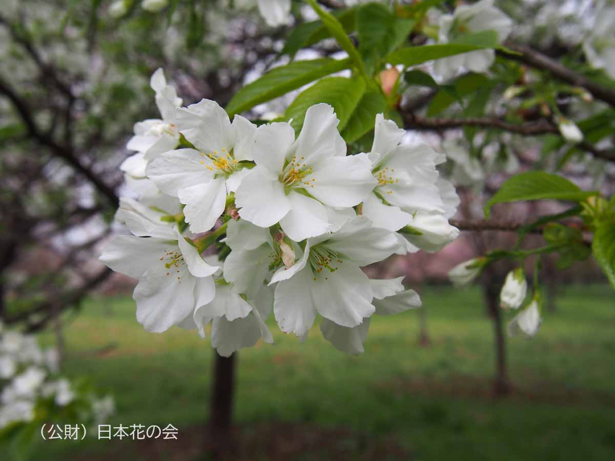 旗重大島