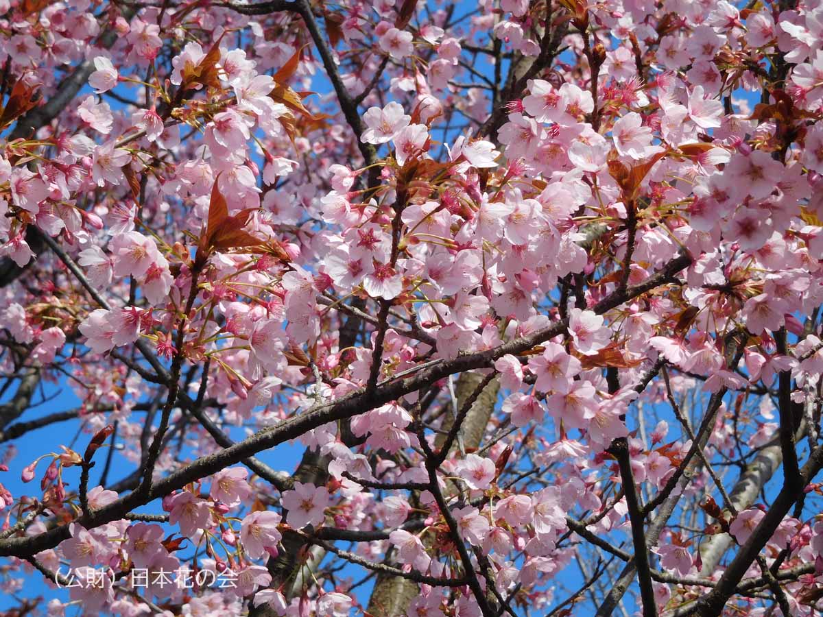蜂須賀桜 桜図鑑 公益財団法人日本花の会