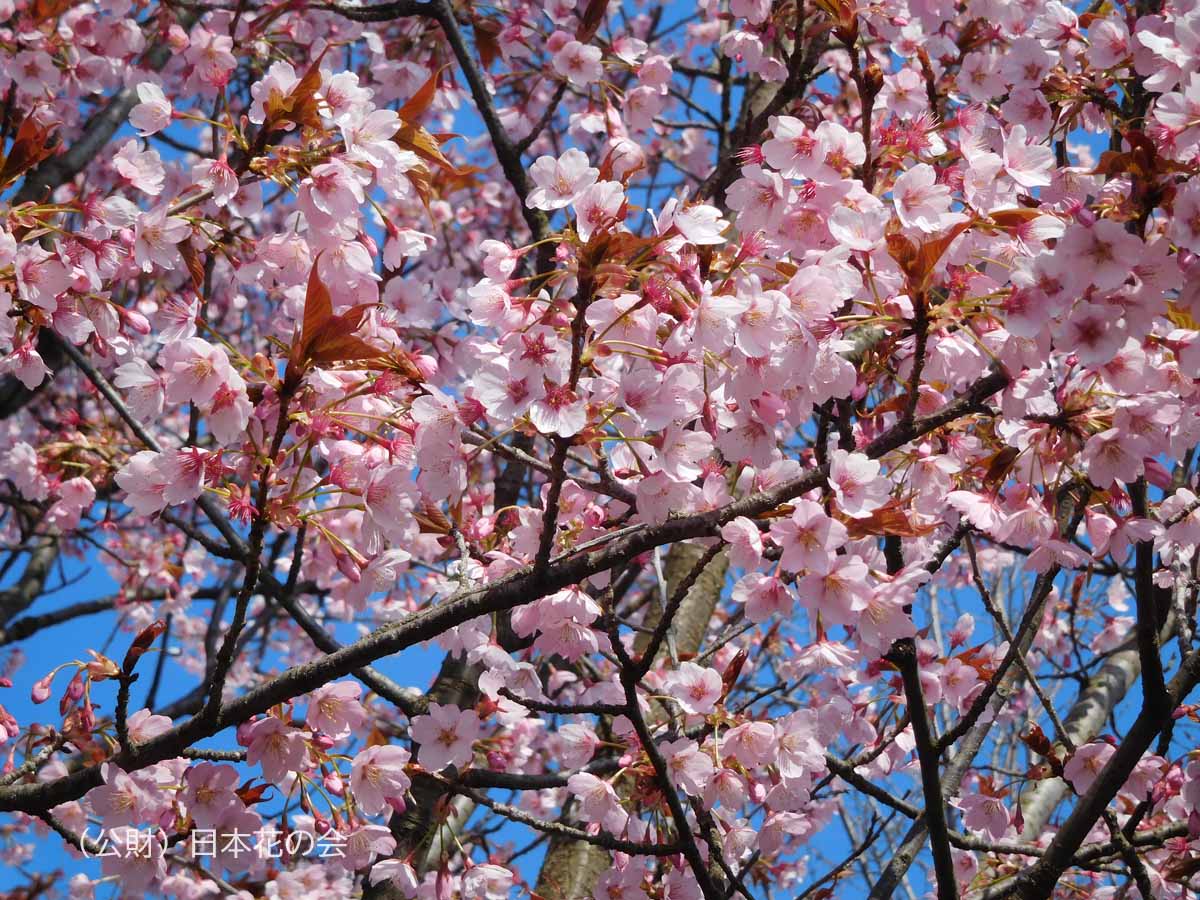 蜂須賀桜