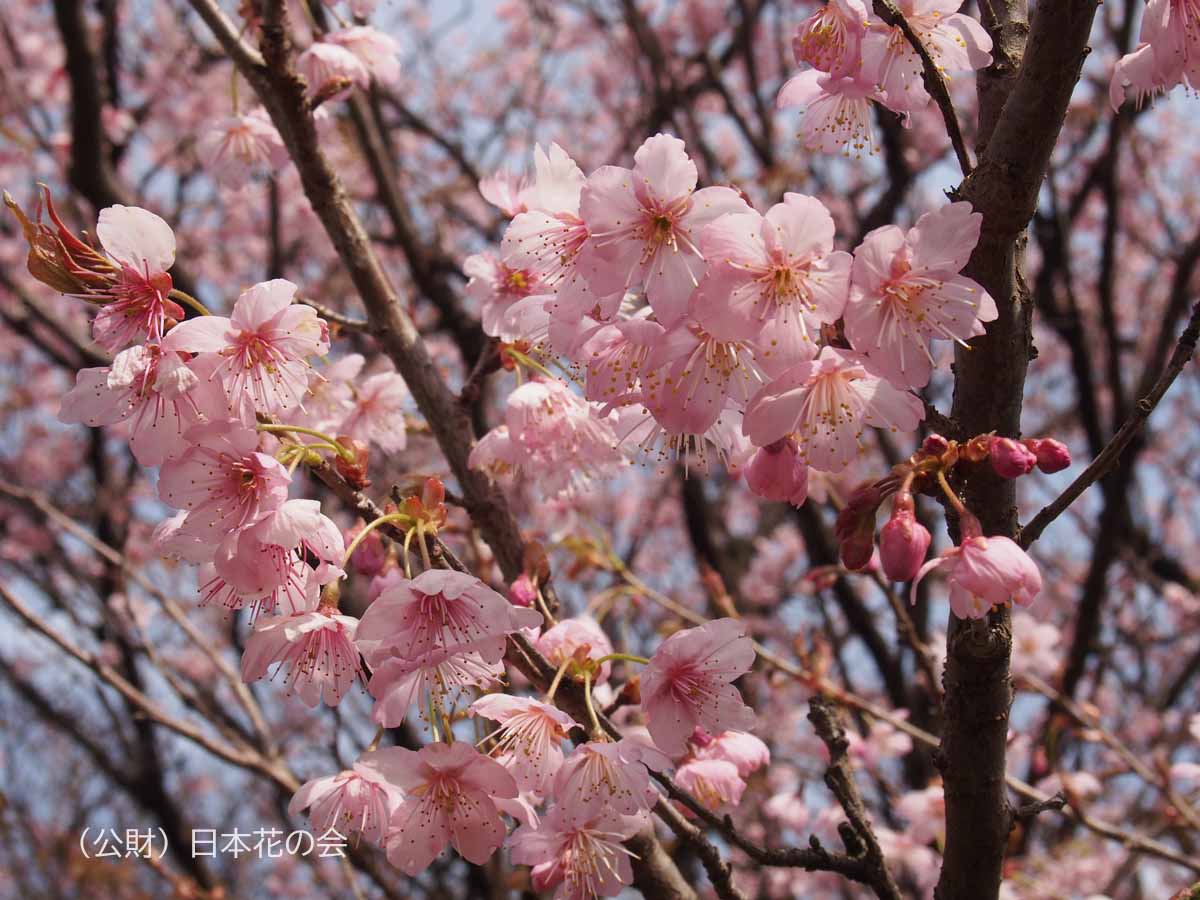 初御代桜 桜図鑑 公益財団法人日本花の会