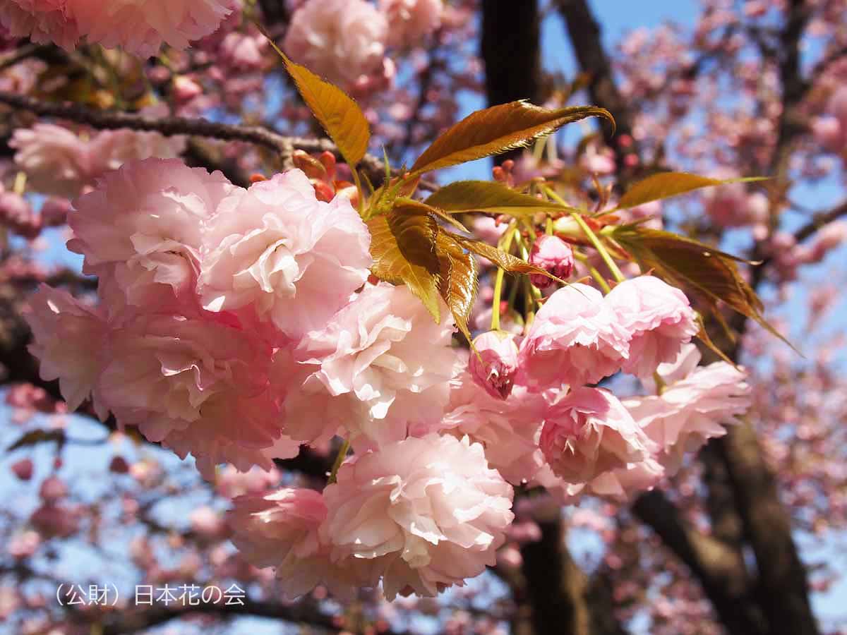 花笠 桜図鑑 公益財団法人日本花の会