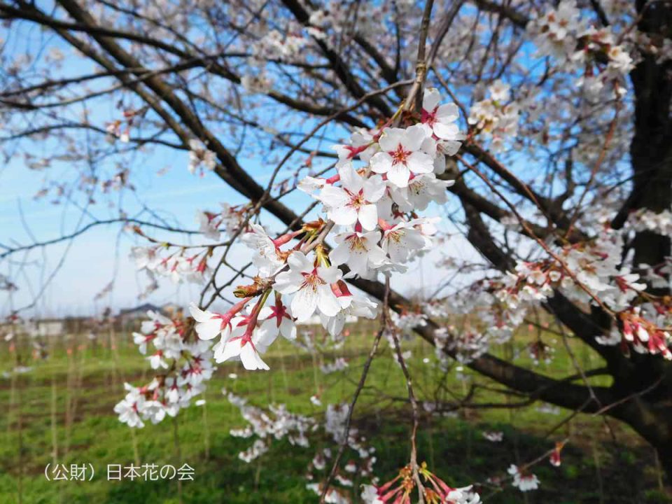 ハ行 桜図鑑 公益財団法人日本花の会