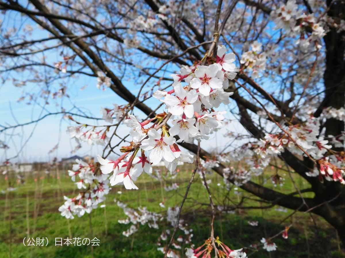 花筺桜