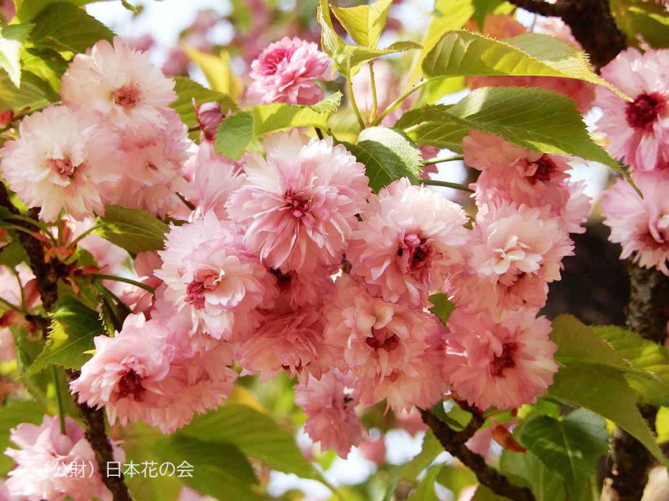 火打谷菊桜 | 桜図鑑｜公益財団法人日本花の会