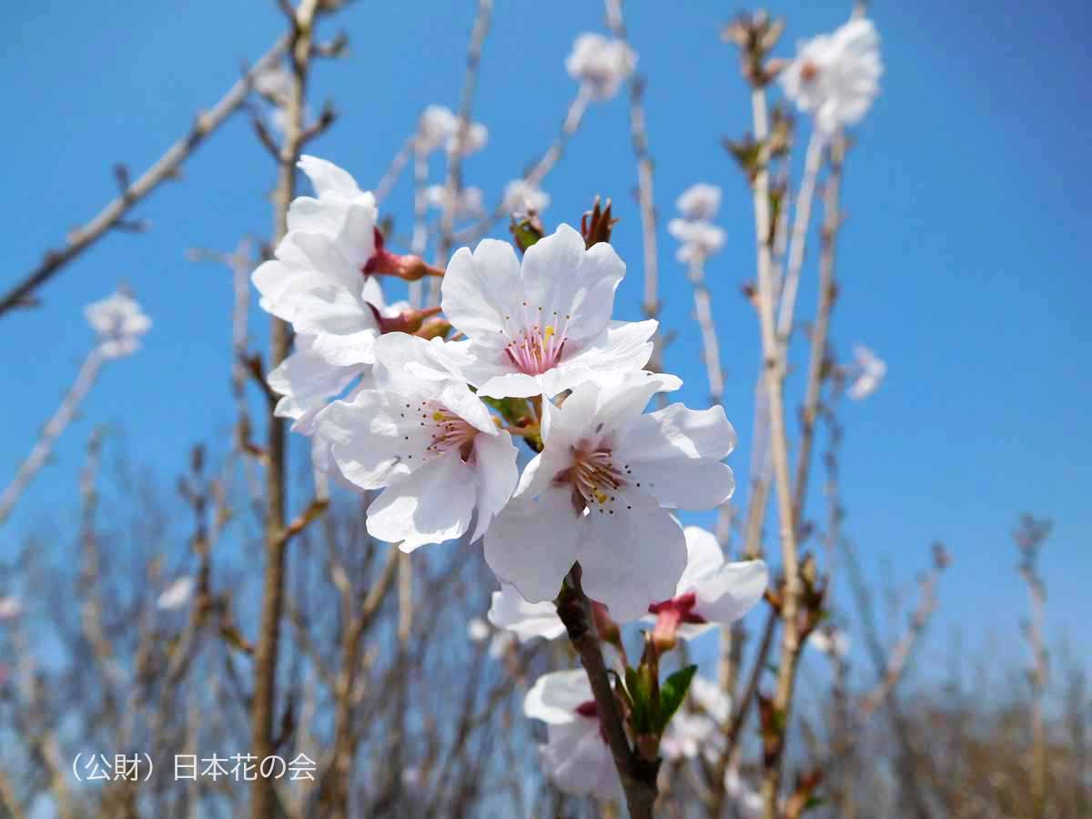 彼岸台桜