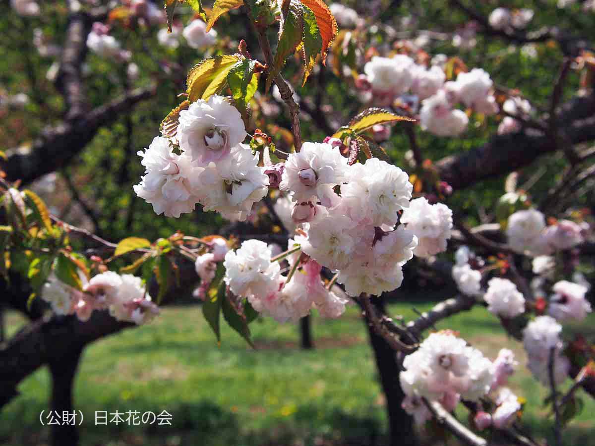 雛菊桜 菊咲奥丁字桜 桜図鑑 公益財団法人日本花の会