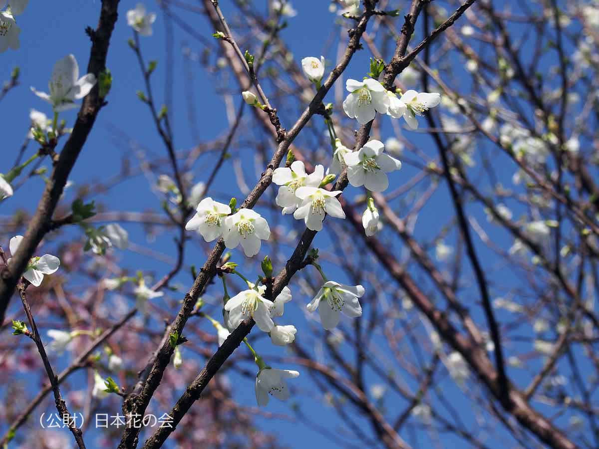 姫緑桜 桜図鑑 公益財団法人日本花の会 姫緑桜 桜図鑑 公益財団法人日本花の会