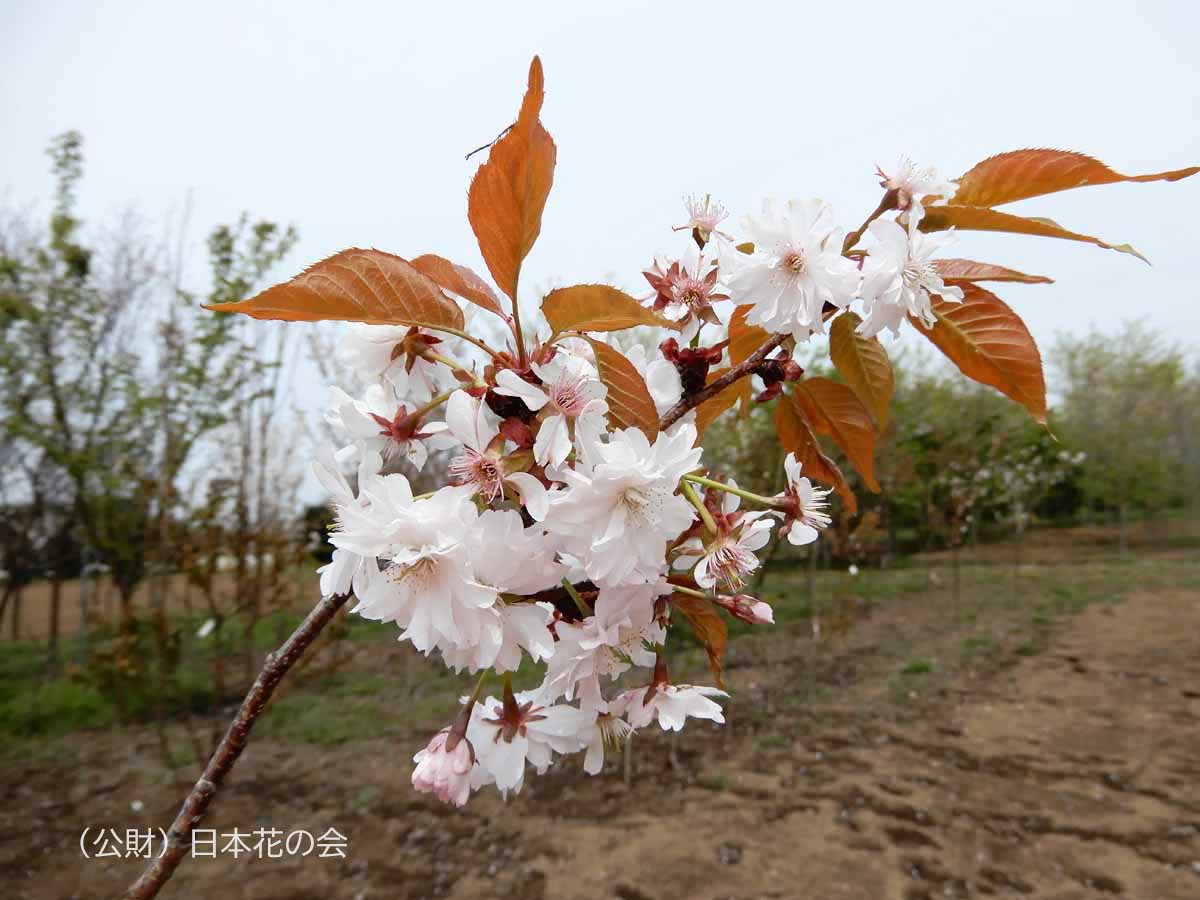 日吉桜