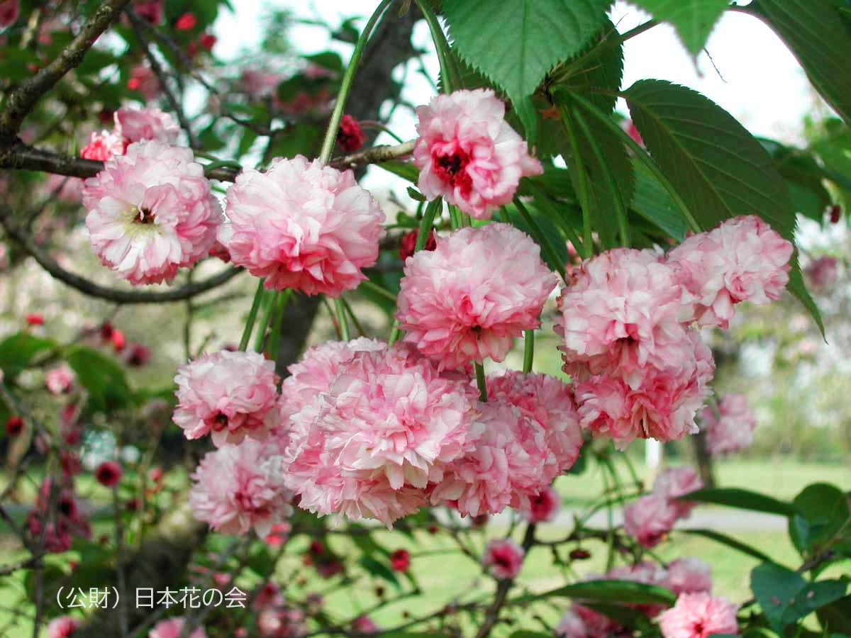 鵯桜