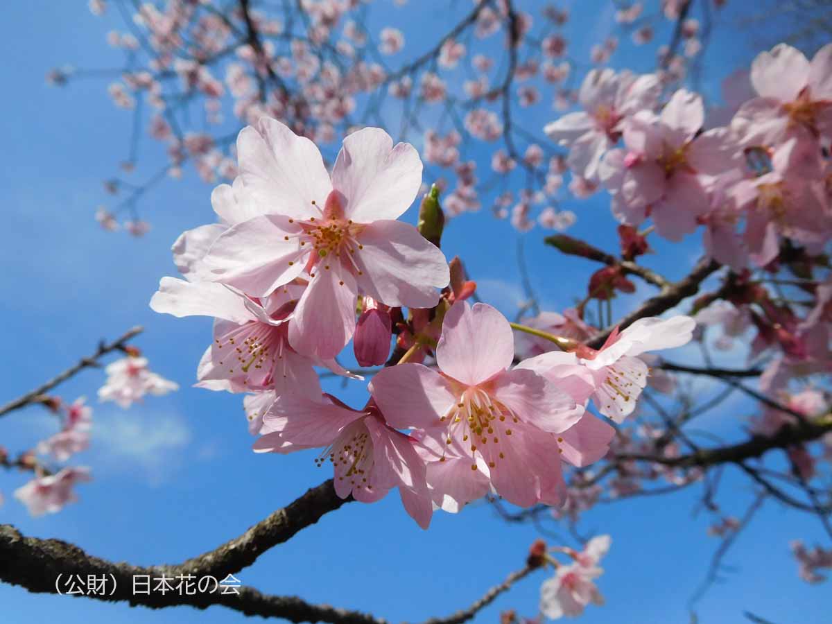 ＊ピンクFlower＊シーグラスアート 桜pink*flower*happiness春の訪れ シーグラスアート （9月 「秋の