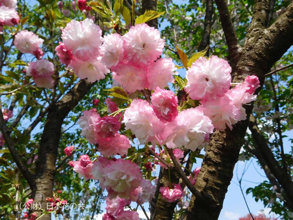 ピンク パーフェクション | 桜図鑑｜公益財団法人日本花の会
