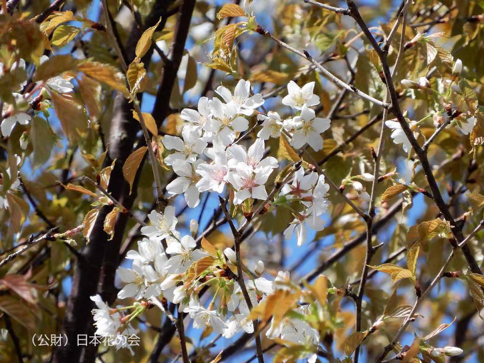 斑入桜（B）