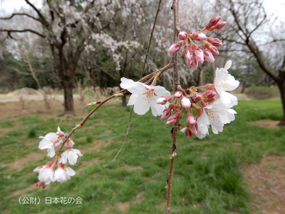 斑入り枝垂桜 桜図鑑 公益財団法人日本花の会