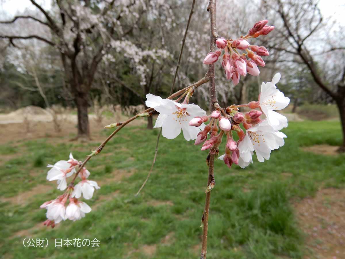 斑入り枝垂桜