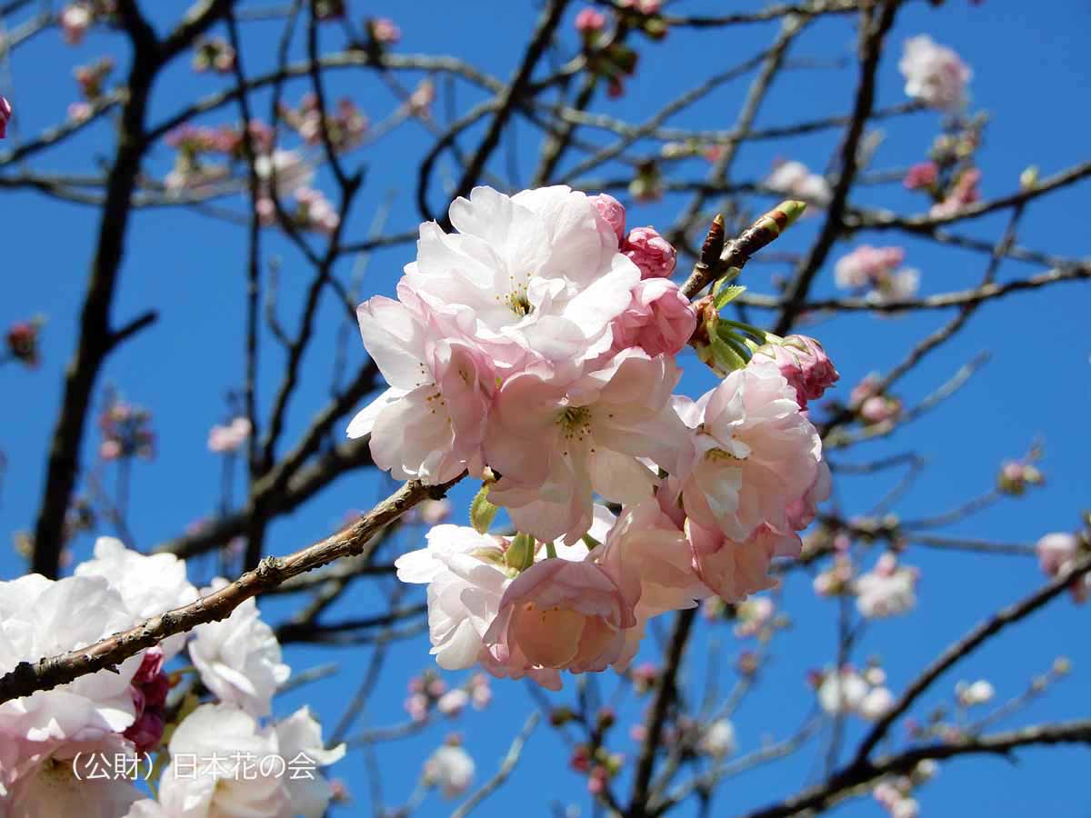 福禄寿 | 桜図鑑｜公益財団法人日本花の会