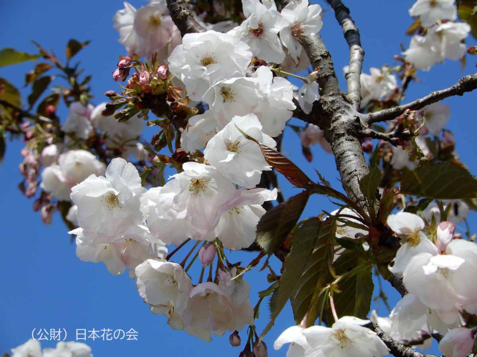 房桜