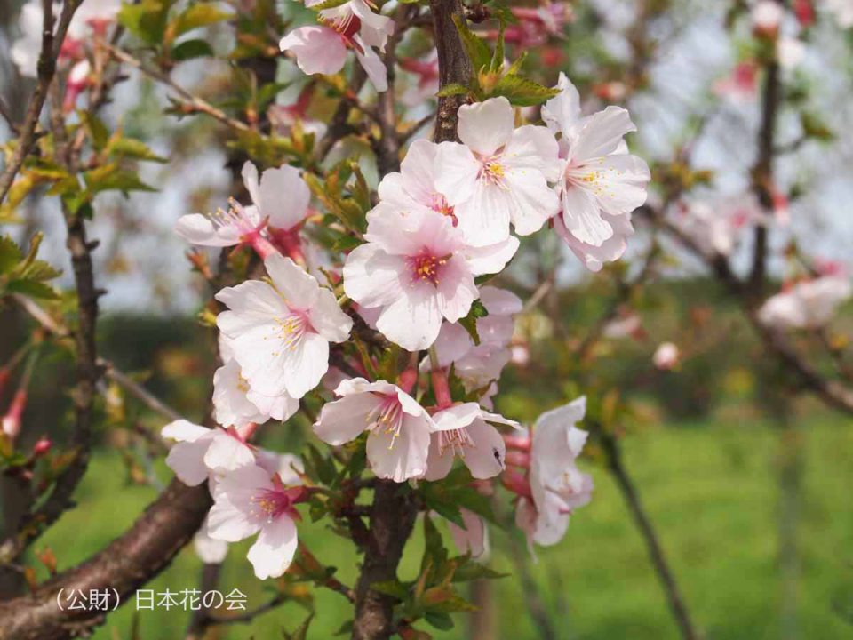 富士桜 黄白散斑