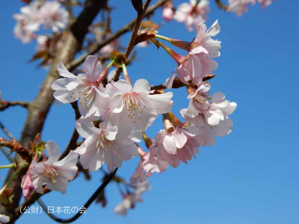 二上桜