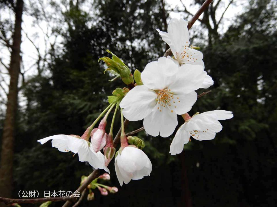 船原吉野