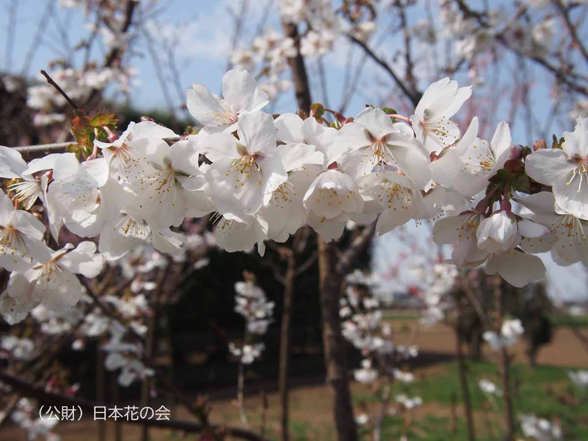 寒 桜 と 冬 桜の 違い