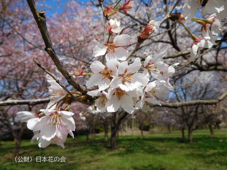 古里桜異種