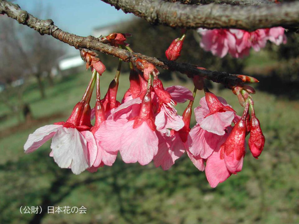 平七桜