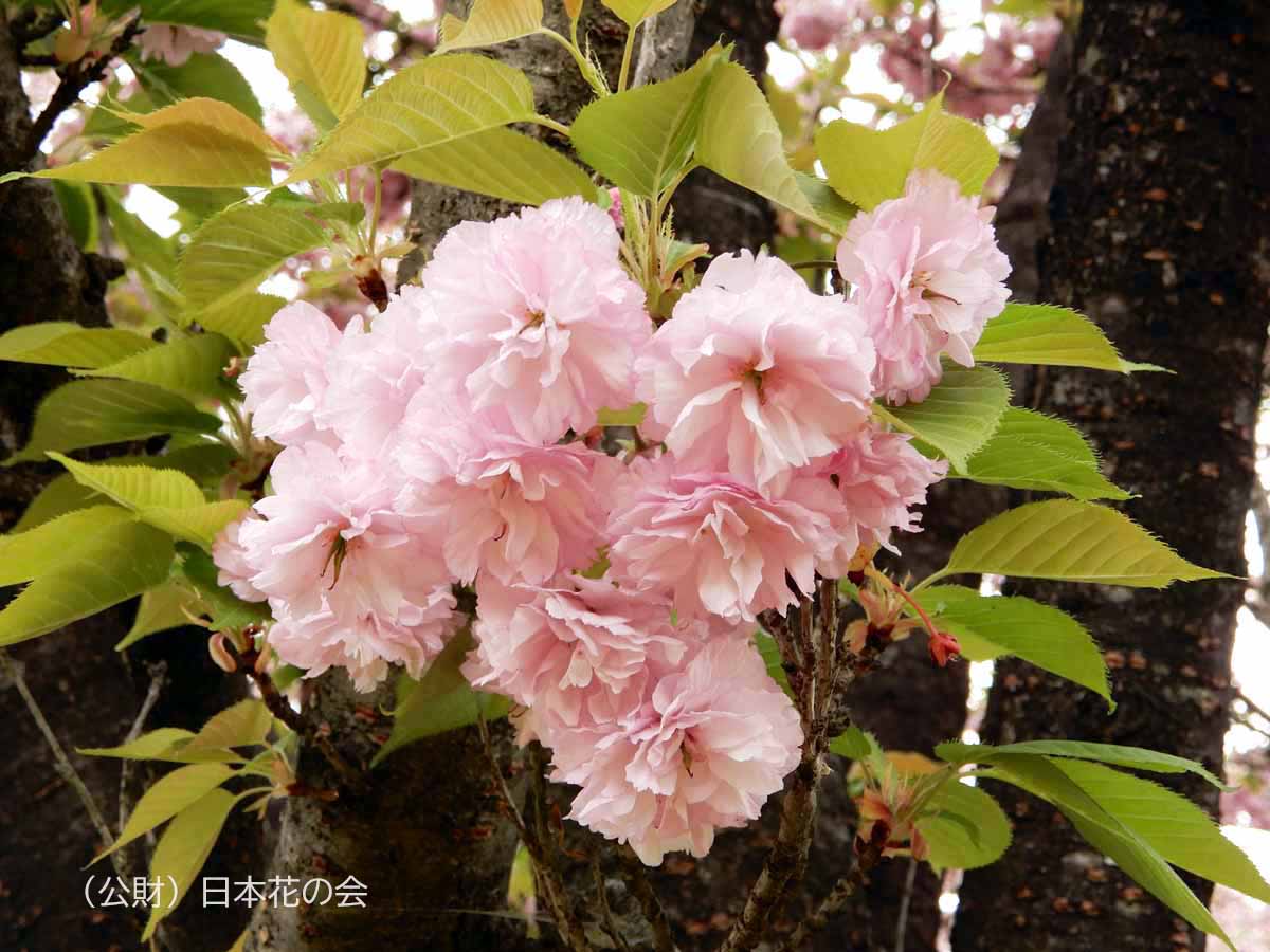 紅時雨