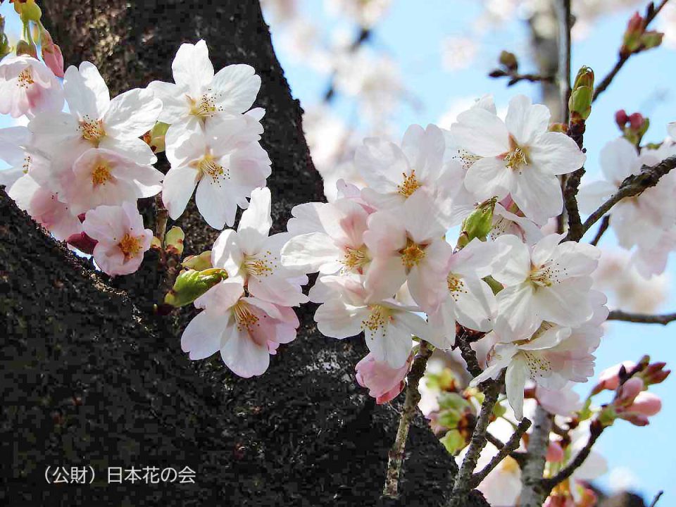 紅鶴桜