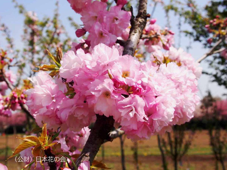 紅手毬 | 桜図鑑｜公益財団法人日本花の会