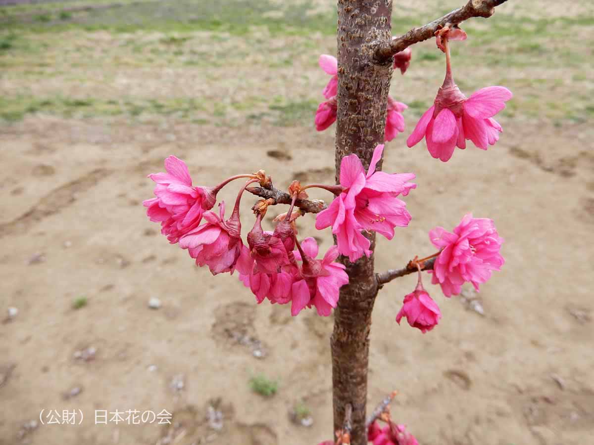 紅花高盆桜桃？