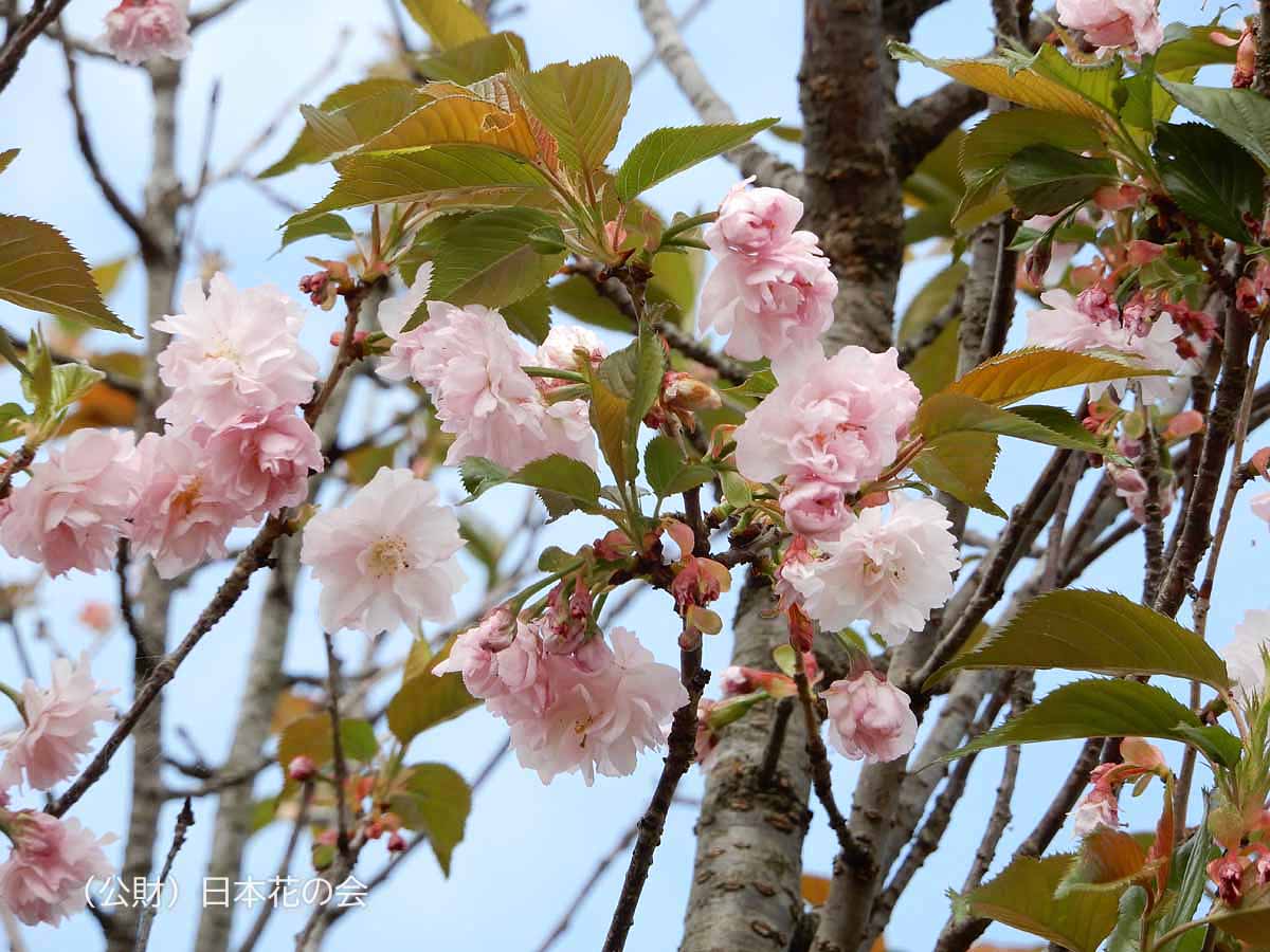 箒桜