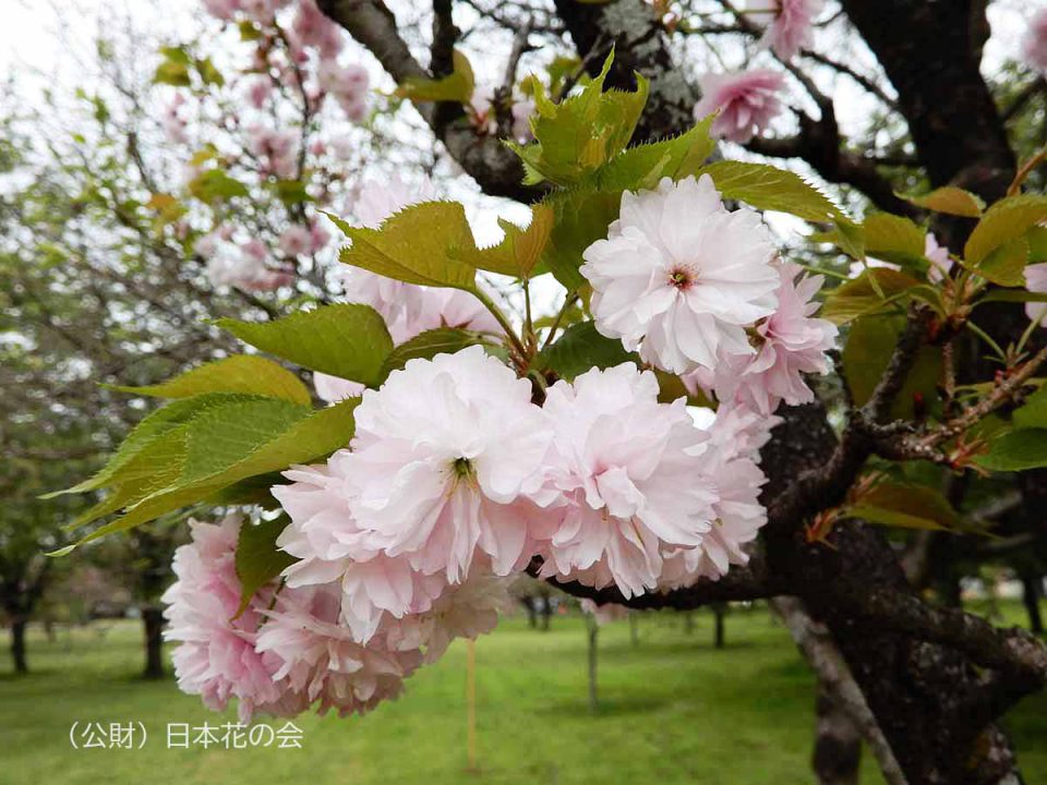 宝珠桜