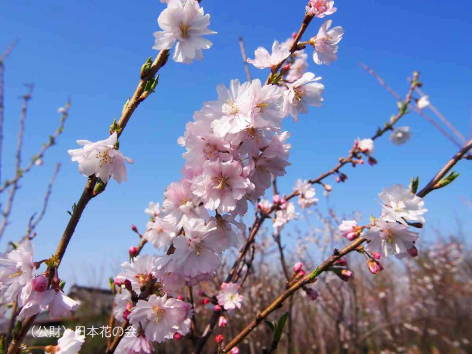 穂咲彼岸八重桜