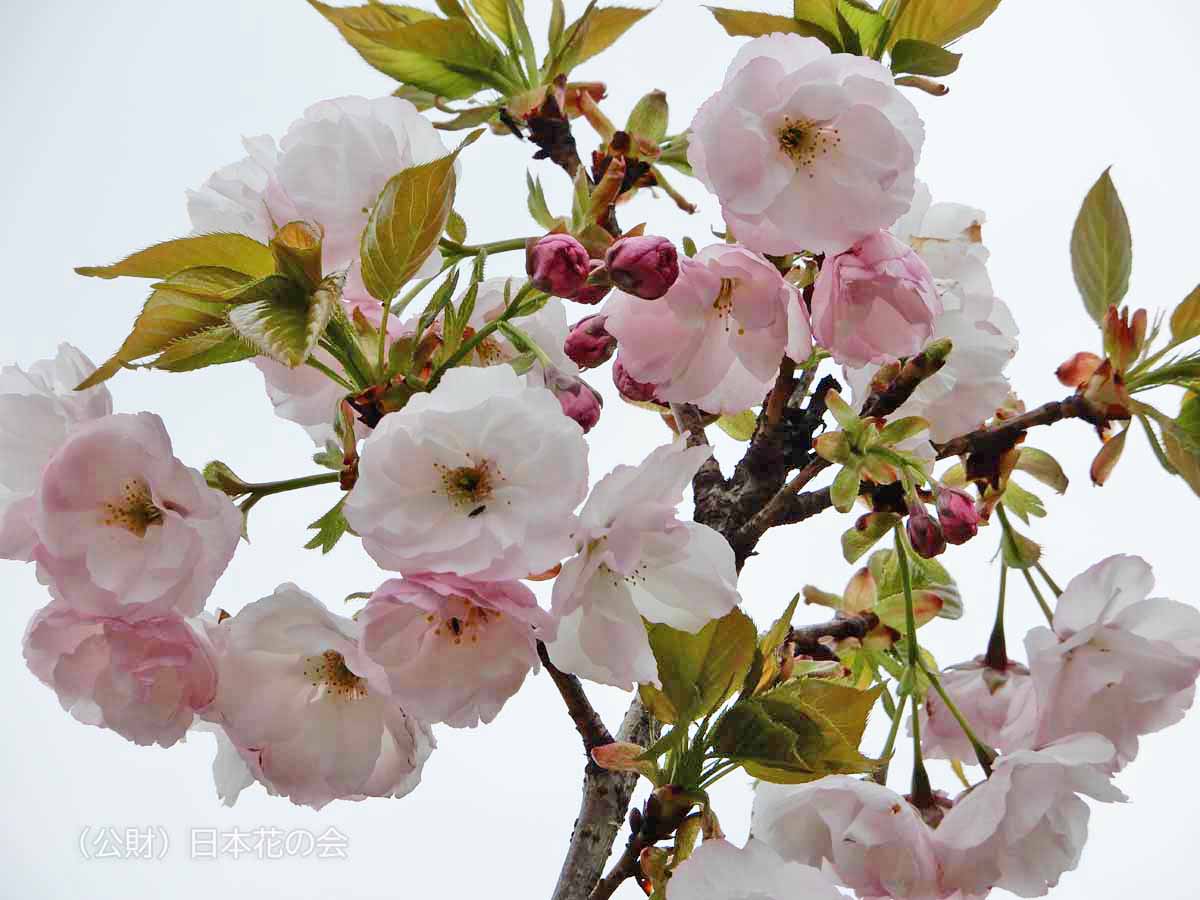 牡丹 桜図鑑 公益財団法人日本花の会