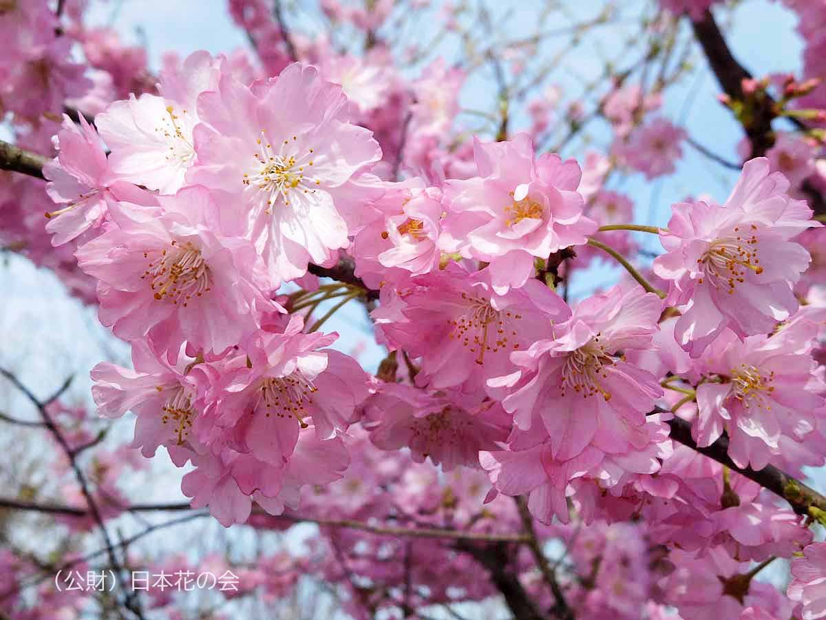 舞姫 桜図鑑 公益財団法人日本花の会