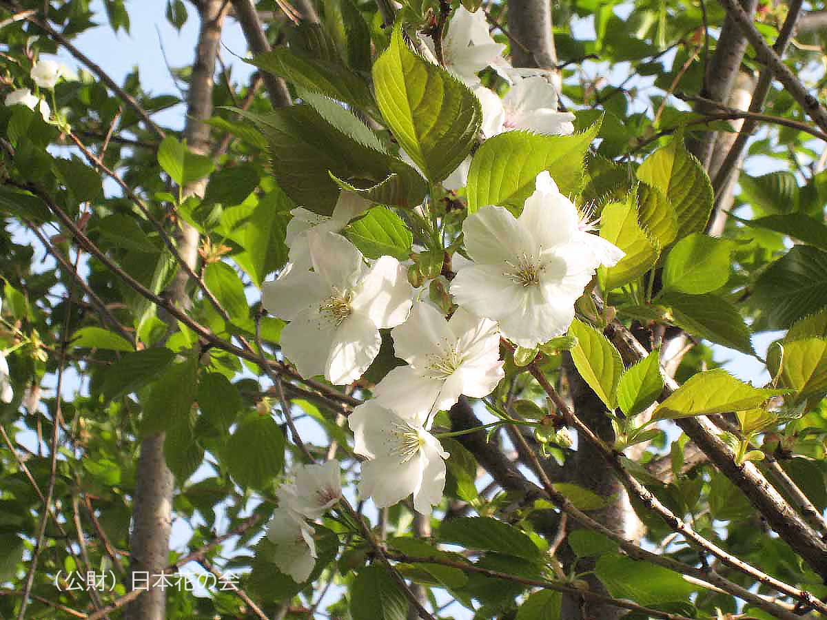 真桜