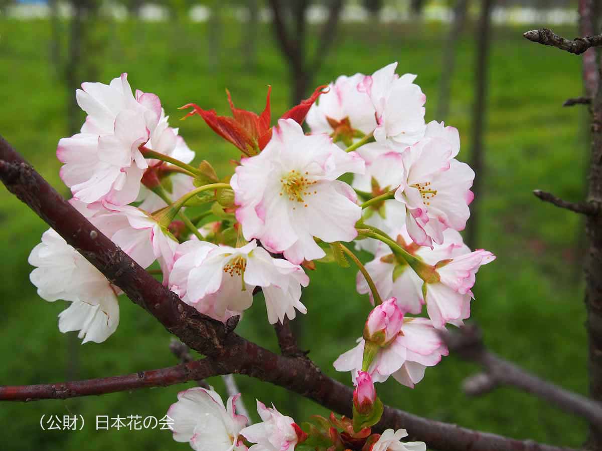 松前薄紅九重