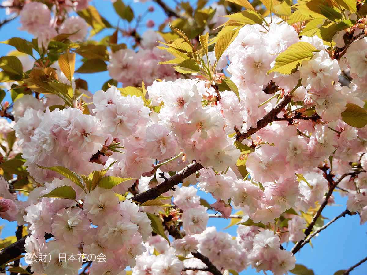 松前花山院